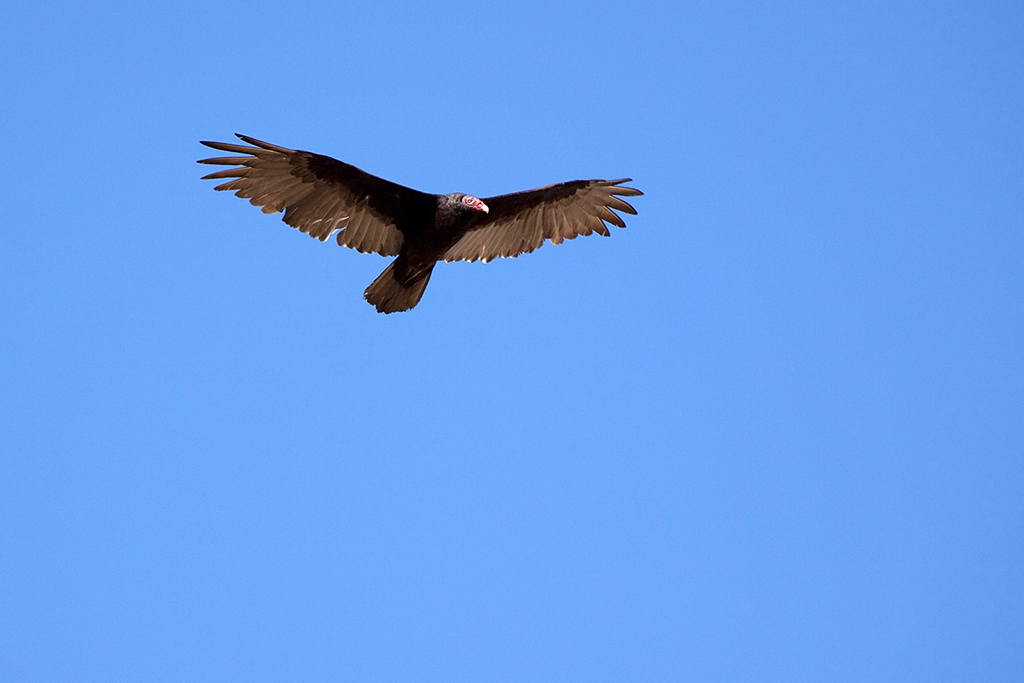 27_Big Bend National Park_17.jpg